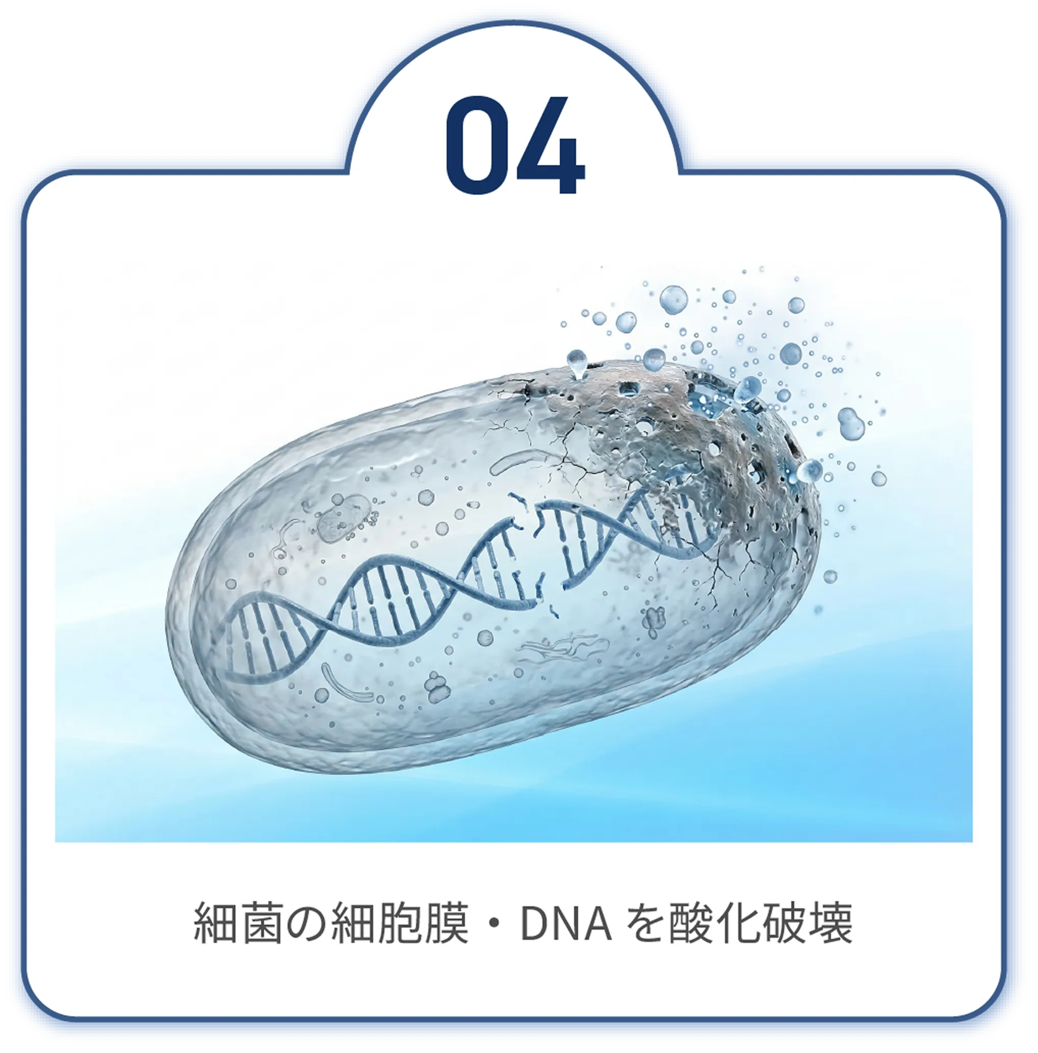 作用　細菌の細胞膜・DNA を酸化破壊