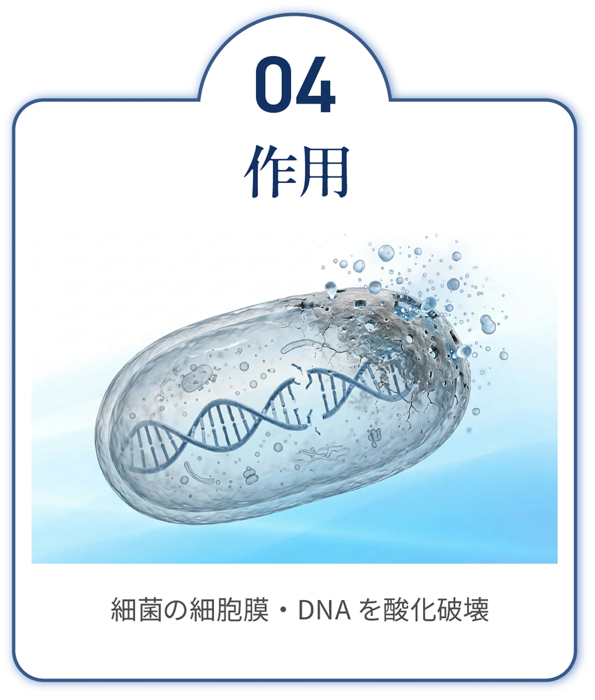 作用　細菌の細胞膜・DNA を酸化破壊